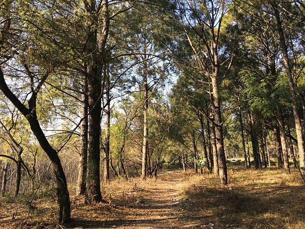 Forest encroachments up 146% in a year, reveals govt data