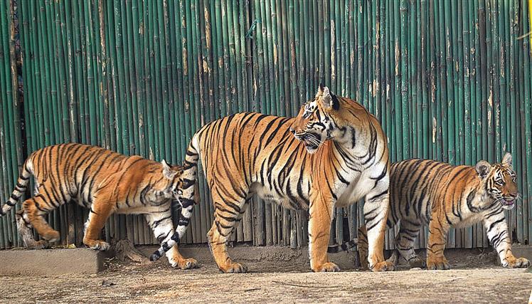 Zoo releases twin Royal Bengal Tiger cubs for display