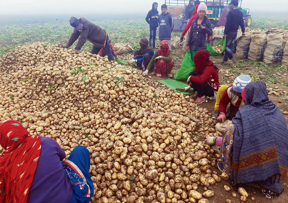 Potato surplus in mandis brings down prices, growers feel the heat
