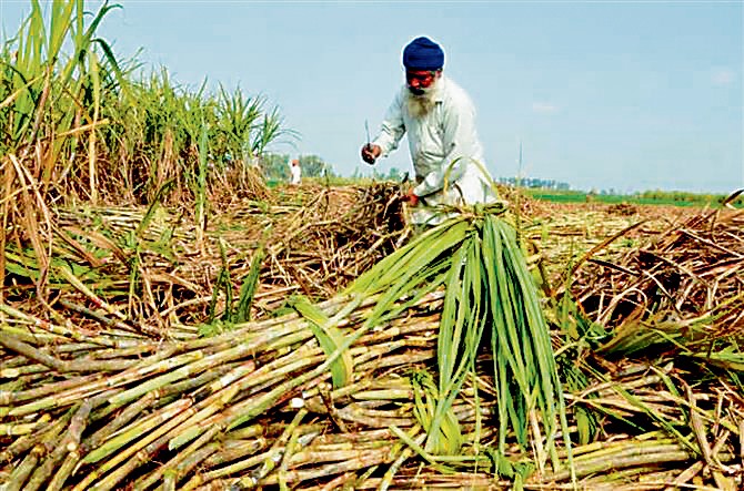 Punjab hikes sugarcane SAP by Rs 11 per quintal, CM Bhagwant Mann calls it 'shagun'