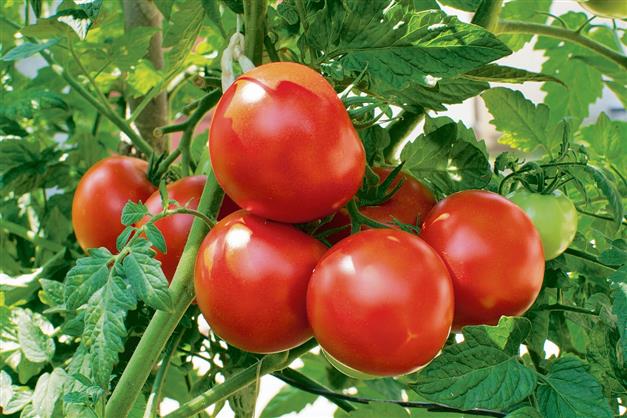 Patiala: Farm experts visit Sanaur to assess damage to tomato crop