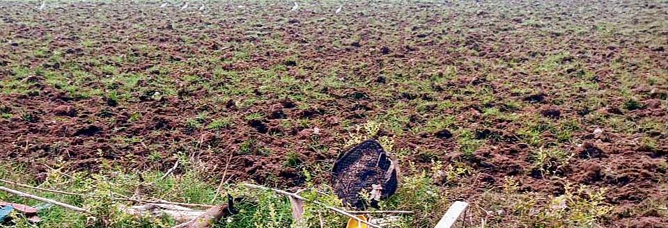 Nurpur: Despite Supreme Court ban, land around Pong Dam being cultivated