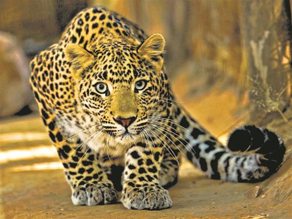 24 hours later, leopard still at large in Ludhiana