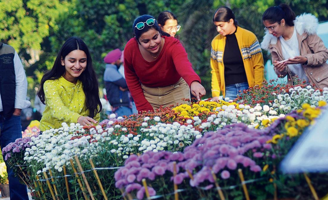 Chrysanthemum Show ends on a rosy note