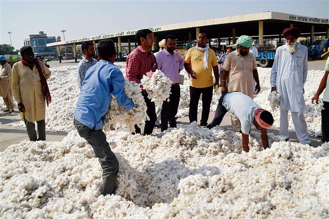 Muktsar: Low price, cotton growers mull giving up cultivation