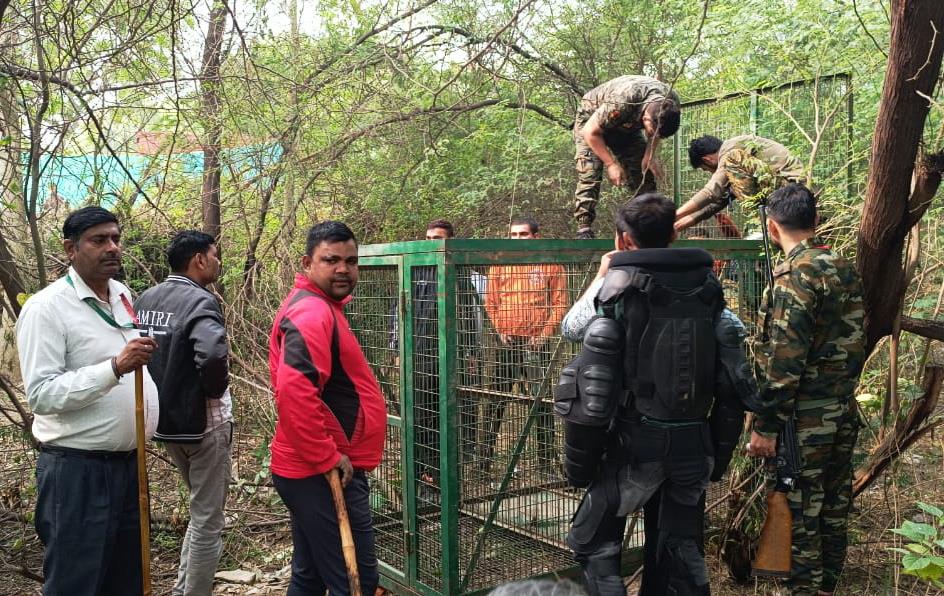 Teams formed to cage leopard spotted in Delhi’s Sainik Farm, residents asked to stay indoors