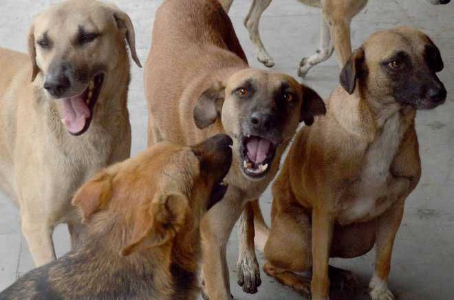 No end to stray dog menace in Phagwara