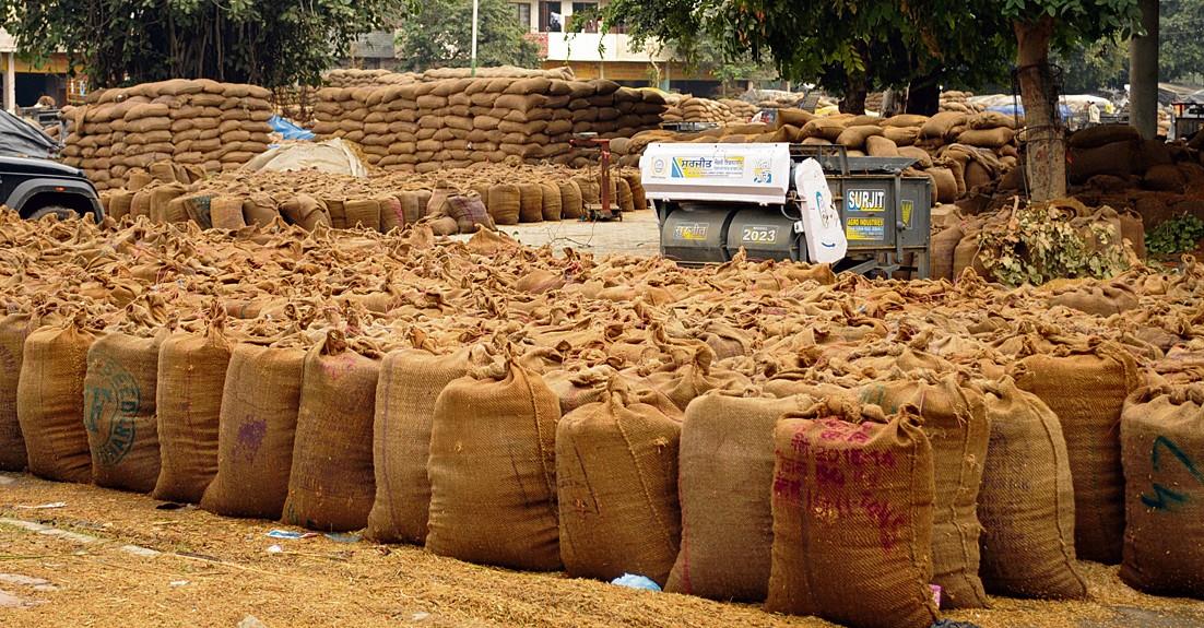 8.62 lakh metric tonnes of paddy arrives at grain markets in Amritsar district