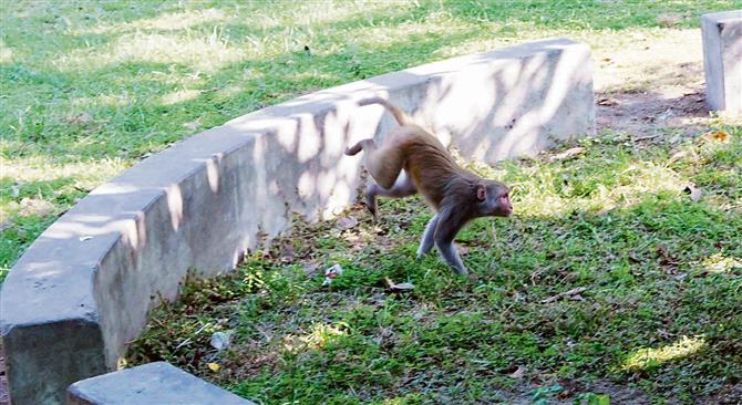 Marauding monkeys a threat to residents