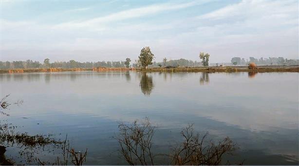 Gurdaspur’s wetlands, a haven for migratory birds, need urgent help