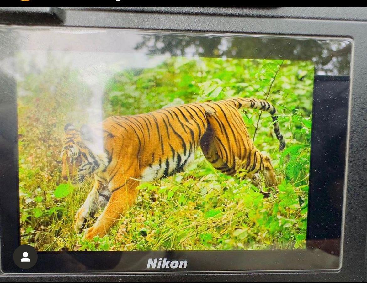 Randeep Hooda shares picture of tigress with snare stuck to belly, seeks help of Uttarakhand CM