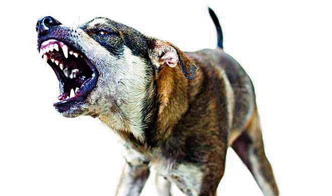 Suspected rabid dog-bite cases on the rise in Patiala