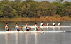 CU rowers claim overall titles in national rowing championship