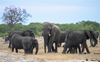 At least 100 elephants die in drought-stricken Zimbabwe park, grim sign of El Nino, climate change