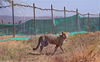 Cheetah released into the wild enters Rajasthan; tranquilised, brought back to MP's Kuno