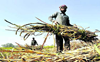 Punjab sugarcane farmers reject state agreed price of sugarcane by Rs 11 per quintal