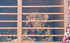 Leopard caught in Doda
