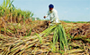 Punjab announces Rs 11 per quintal hike of sugarcane SAP, CM Mann calls it 'shagun'