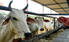 Ban on movement of cattle herd violated