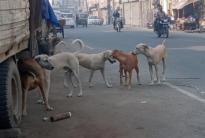 MC yet to launch anti-rabies vax drive for stray dogs in city