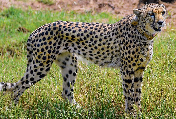 12 more cheetahs to arrive on Feb 18 : The Tribune India