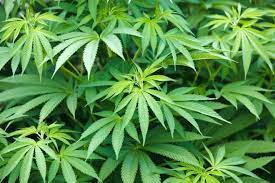 Govt working to legalise cannabis ‘cultivation for medicinal use’