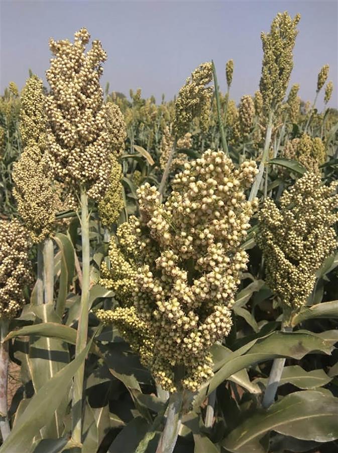 Agri Dept sets target to sow millets on 5K acres