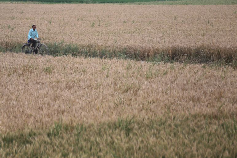 Rising mercury worries wheat growers in Punjab