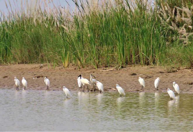 At Harike, count of  migratory birds at six-year low