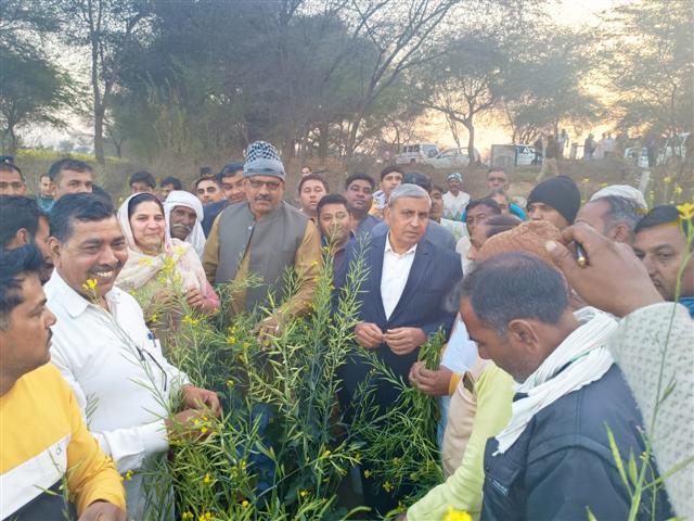 Joint committee constituted to assess loss to mustard crop in Bhiwani district