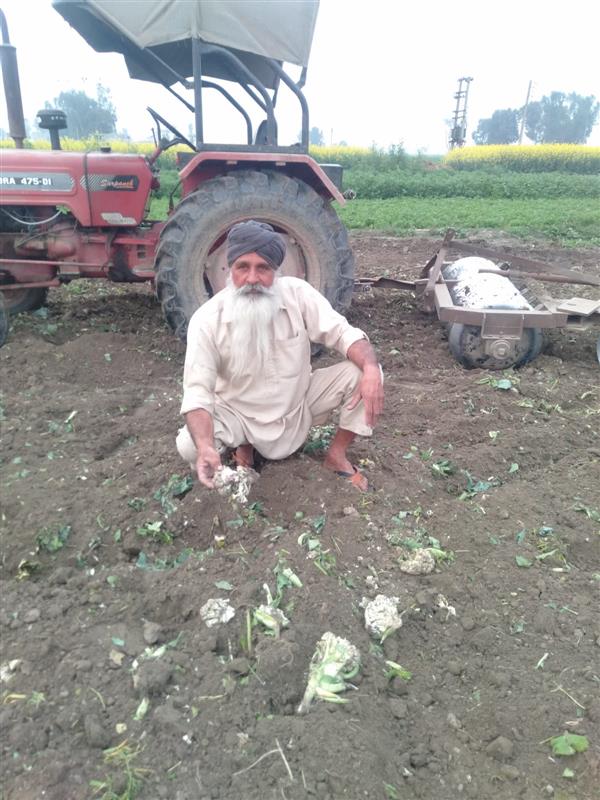 Jalandhar: Prices fall, growers destroy cauliflower crop