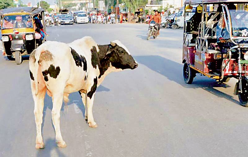 Stray cattle menace irks Patiala residents