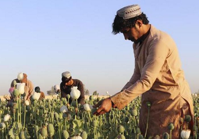 As SCO head, India seeks to curb Afghanistan drug menace