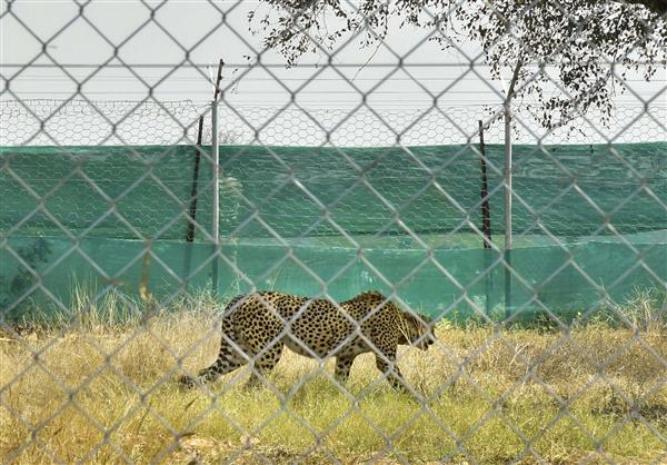 12 cheetahs from South Africa released into quarantine enclosures at MP's Kuno National Park