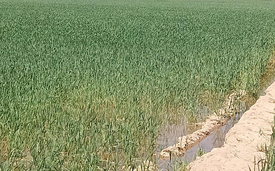 Rising temperature may hit wheat crop, Punjab farmers threaten agitation
