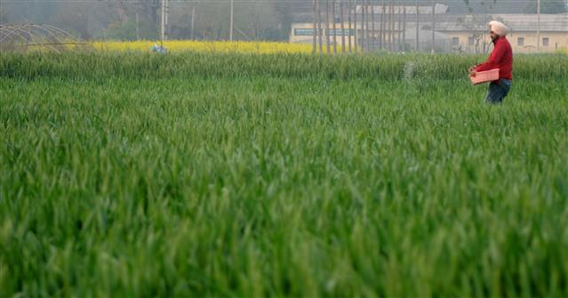 Wheat maturing early, Punjab farmers fear losses