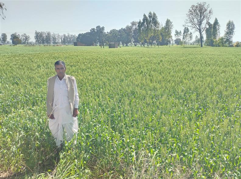 Next few days critical for wheat crop, agri experts tell farmers