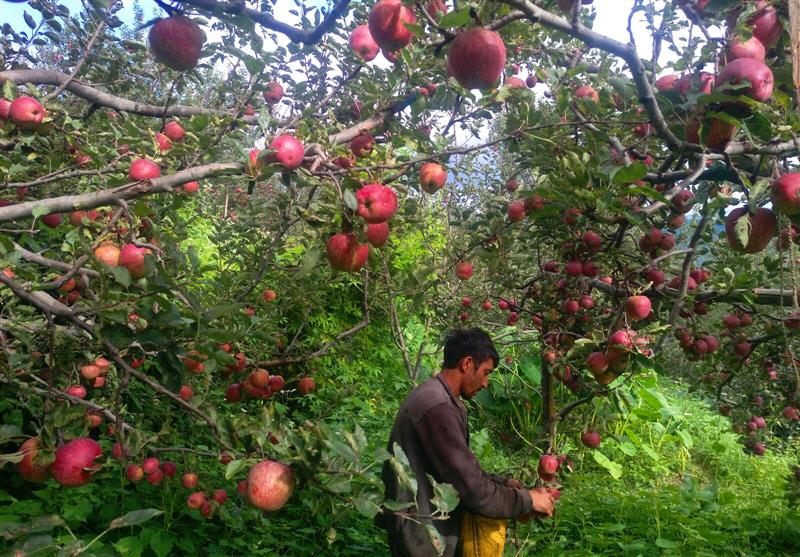 MIS allocation cut in Budget, Himachal apple growers threaten stir