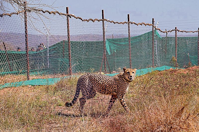 Cheetah’s conservation can enrich biodiversity