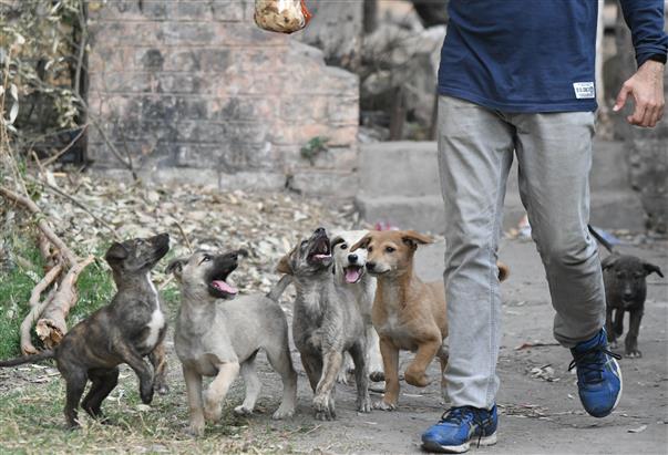 STRAY DOG MENACE: Five bitten daily in Panchkula, yet zero sterilisation in  4 months