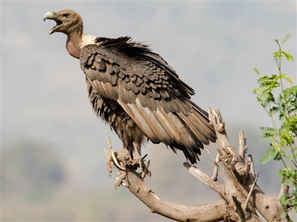 Diclofenac threat to 7 vulture species