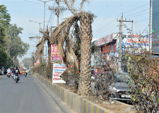 Vigilance starts probe into Amritsar palm tree 'scam'