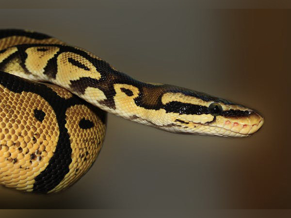 Snakes can hear more than you think:, reveals study