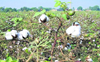 Don’t keep cotton stalk in fields after harvesting crop, Malwa farmers told
