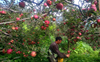 No measure to check rising input cost: Apple growers