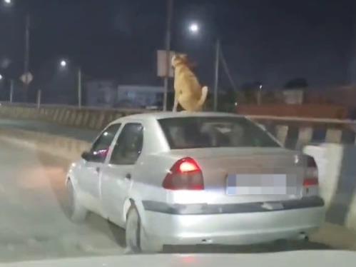 Watch: Video of dog travelling atop moving car in Bengaluru leaves people talking about road safety, animal abuse