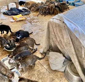 Couple found dead in home filled with 150 starving cats in New York