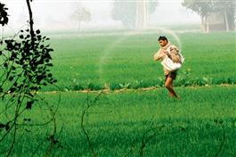 Over 1,000 farmers ended life in 5 years in Punjab
