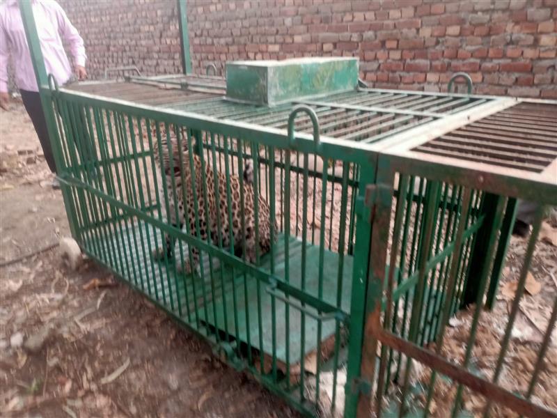 Leopard trapped on ITI campus in Punjab's Nangal
