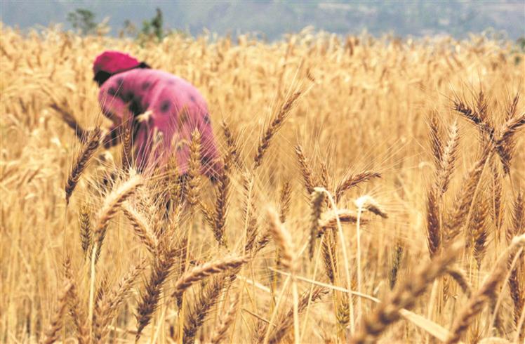 Farmers advised to resume crop harvesting after untimely showers cover up rain deficiency in Punjab, Haryana